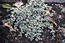 LAPIDARIA MARGARETAE_1.jpg